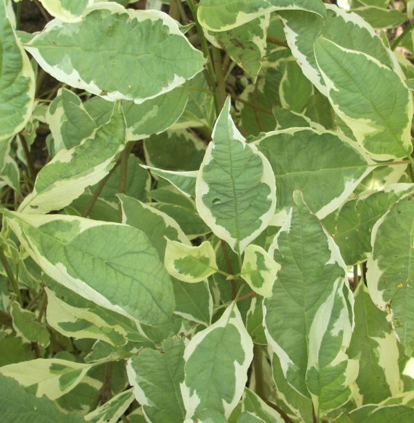 3 gallon 18" - Ivory Halo® Dogwood (CORNUS ALBA BAILHALO) - 3 gallon 18" - 3 gallon 18"