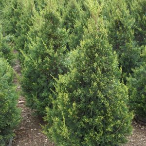 JUNIPER C. 'HETZII COLUMNARIS'  G3 24"