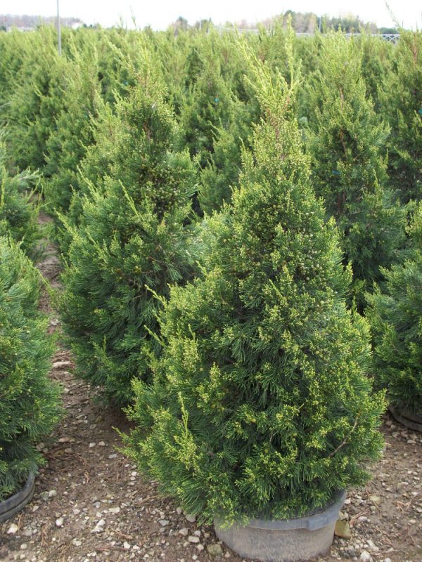 JUNIPER C. 'HETZII COLUMNARIS'  G3 24"