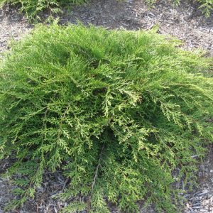 JUNIPER S. 'SIERRA SPREADER'  G3 15"