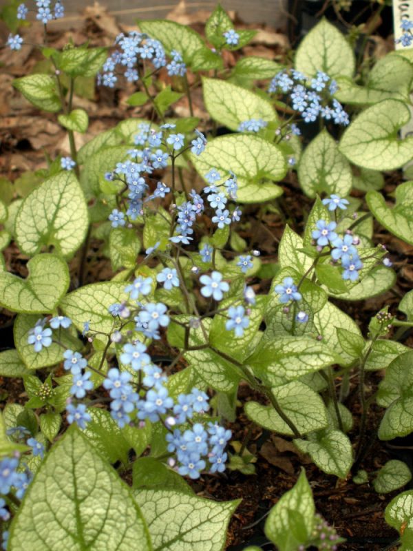 1 gallon - Jack Frost Siberian Bugloss (BRUNNERA M. JACK FROST) - 1 gallon - 1 gallon