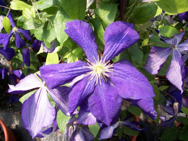 1 gallon - Jackmanii Clematis (CLEMATIS JACKMANII) - 1 gallon - 1 gallon