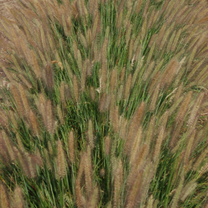 2 gallon - Jambalaya Fountain Grass (GRASS - PE. AL. JAMBALAYA) - 2 gallon - 2 gallon