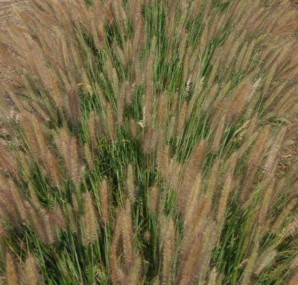 2 gallon - Jambalaya Fountain Grass (GRASS - PE. AL. JAMBALAYA) - 2 gallon - 2 gallon