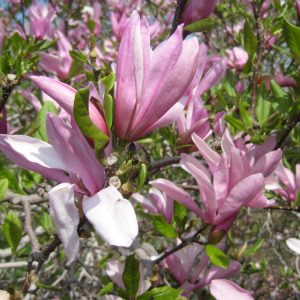 3 gallon 24" - Jane Magnolia (MAGNOLIA X JANE) - 3 gallon 24" - 3 gallon 24"