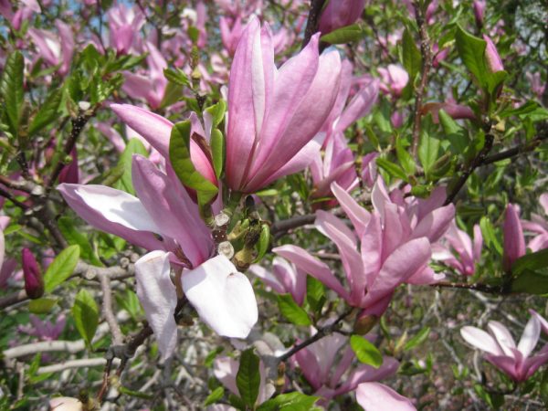 3 gallon 24" - Jane Magnolia (MAGNOLIA X JANE) - 3 gallon 24" - 3 gallon 24"
