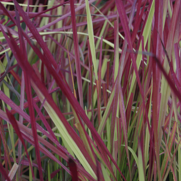1 gallon - Japanese Blood Grass (GRASS - IMP. RED BARON) - 1 gallon - 1 gallon