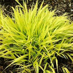 1 gallon - Japanese Forest Grass (GRASS - H.M. ALL GOLD  19CM) - 1 gallon - 1 gallon