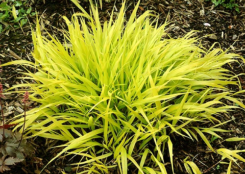 1 gallon - Japanese Forest Grass (GRASS - H.M. ALL GOLD  19CM) - 1 gallon - 1 gallon