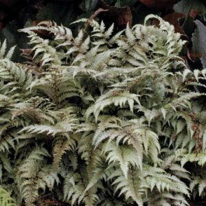 1 gallon - Japanese Painted Fern (FERN -JAPANESE PAINTED) - 1 gallon - 1 gallon