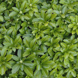 3QT - Japanese Spurge (PACHYSANDRA TERMINALIS) - 3QT - 3QT