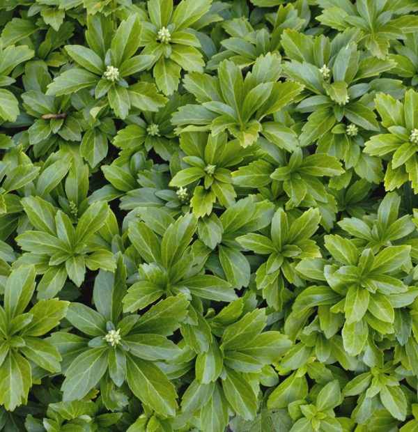 3QT - Japanese Spurge (PACHYSANDRA TERMINALIS) - 3QT - 3QT