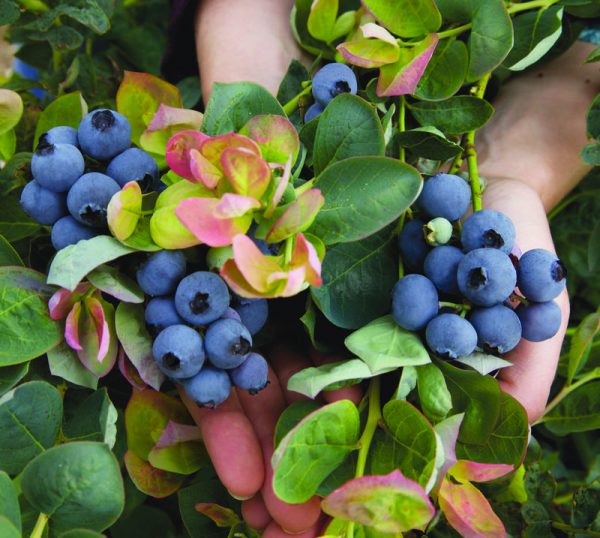 3 gallon 15" - Jersey Highbush Blueberry (VACCINIUM JERSEY) - 3 gallon 15" - 3 gallon 15"