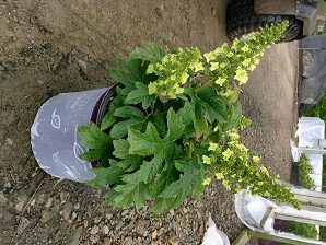 3 gallon - Jetstream™ Hydrangea (HYDRANGEA QU. JETSTREAM) - 3 gallon - 3 gallon