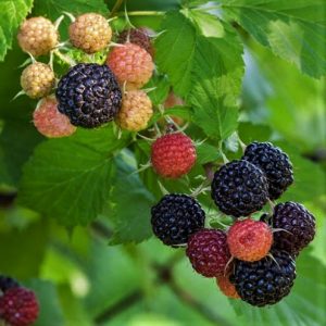 1 gallon 12" - Jewel Black Raspberry (RUBUS JEWEL) - 1 gallon 12" - 1 gallon 12"