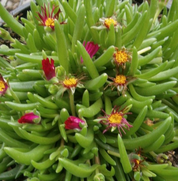 1 gallon - Jewel of Desert® Garnet Ice Plant (N&C DELOSPERMA JEWEL DESERT GARNET) - 1 gallon - 1 gallon