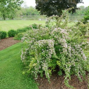 3 gallon 15" - Jolene Jolene® Beautybush (KOLKWITZIA. JOLENE JOLENE) - 3 gallon 15" - 3 gallon 15"