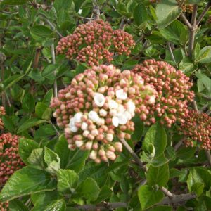 3 gallon 15" - Juddii Viburnum (VIBURNUM X JUDDII) - 3 gallon 15" - 3 gallon 15"