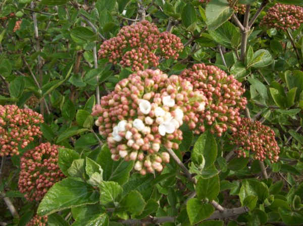 3 gallon 15" - Juddii Viburnum (VIBURNUM X JUDDII) - 3 gallon 15" - 3 gallon 15"