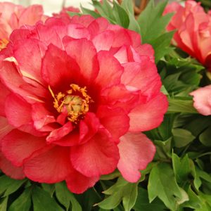2 gallon - Julia Rose Itoh Peony (PAEONIA I JULIA ROSE (PINK APRICOT)) - 2 gallon - 2 gallon