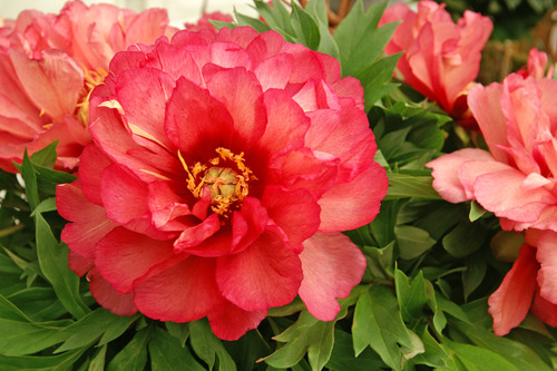 2 gallon - Julia Rose Itoh Peony (PAEONIA I JULIA ROSE (PINK APRICOT)) - 2 gallon - 2 gallon
