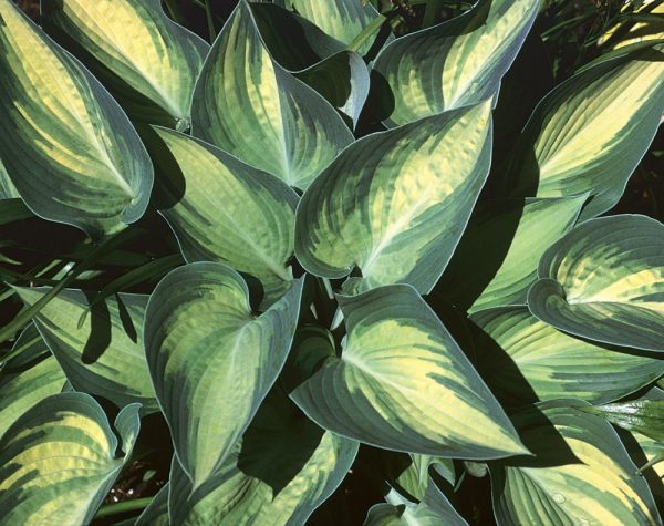 1 gallon - June Plantain Lily (HOSTA JUNE) - 1 gallon - 1 gallon