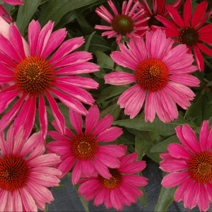 3QT - KISMET™ Raspberry Coneflower (ECHINACEA KISMET RASPBERRY) - 3QT - 3QT