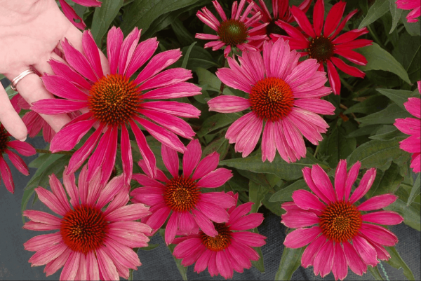 3QT - KISMET™ Raspberry Coneflower (ECHINACEA KISMET RASPBERRY) - 3QT - 3QT