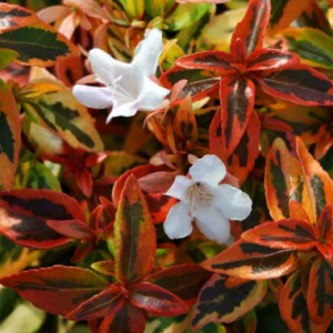 2 gallon 12" - Kaleidoscope Abelia (ABELIA KALEIDOSCOPE) - 2 gallon 12" - 2 gallon 12"