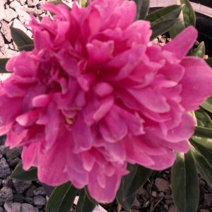 2 gallon - Kansas Red Peony (PAEONIA KANSAS (RED)) - 2 gallon - 2 gallon