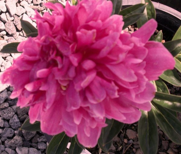 2 gallon - Kansas Red Peony (PAEONIA KANSAS (RED)) - 2 gallon - 2 gallon