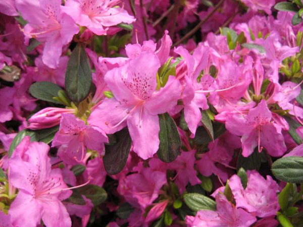 1 gallon - Karen Azalea (AZALEA KAREN) - 1 gallon - 1 gallon
