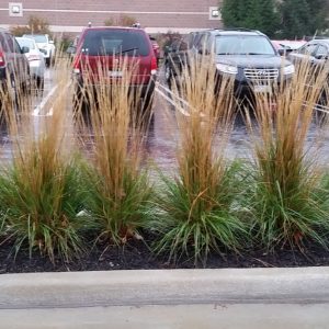 1 gallon - Karl Foerster Feather Reed Grass (GRASS - CAL. X KARL FOERSTER) - 1 gallon - 1 gallon