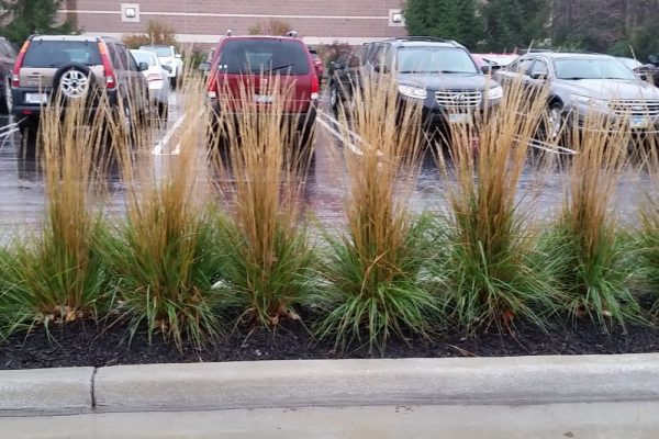 2 gallon - Karl Foerster Feather Reed Grass (GRASS - CAL. X KARL FOERSTER) - 2 gallon - 2 gallon