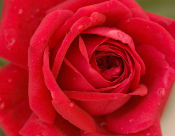 2 gallon - Kashmir Rose (ROSE E.E. KASHMIR) - 2 gallon - 2 gallon