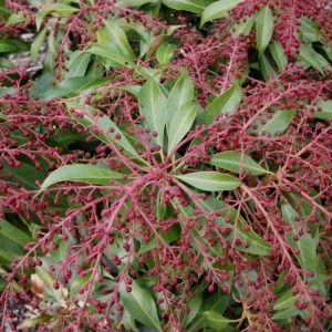 3 gallon 12" - Katsura Japanese Andromeda (PIERIS JAP. KATSURA) - 3 gallon 12" - 3 gallon 12"