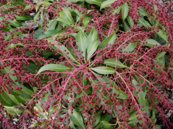 3 gallon 12" - Katsura Japanese Andromeda (PIERIS JAP. KATSURA) - 3 gallon 12" - 3 gallon 12"