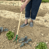 Kid's 3 Tine Cultivator - Image 4