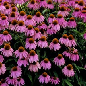 3QT - Kim's Knee High™ Coneflower (ECHINACEA P. KIMS KNEEHIGH) - 3QT - 3QT