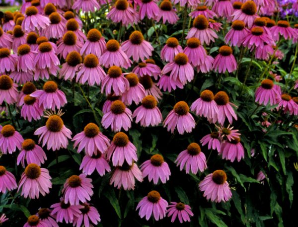 3QT - Kim's Knee High™ Coneflower (ECHINACEA P. KIMS KNEEHIGH) - 3QT - 3QT