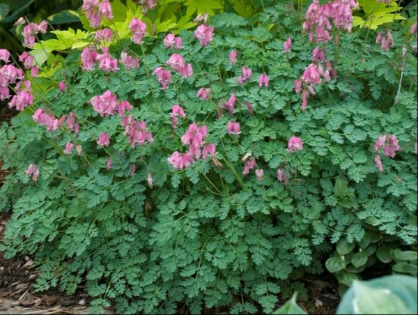 1 gallon - King of Hearts Bleeding Heart (DICENTRA KING OF HEARTS) - 1 gallon - 1 gallon