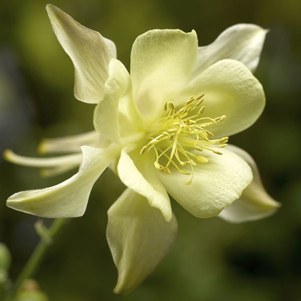 1 gallon - Kirigami™ Yellow Columbine (AQUILEGIA KIRIGAMI YELLOW) - 1 gallon - 1 gallon