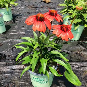 3QT - Kismet™ Intense Orange Coneflower (ECHINACEA KISMET INTENSE ORANGE) - 3QT - 3QT