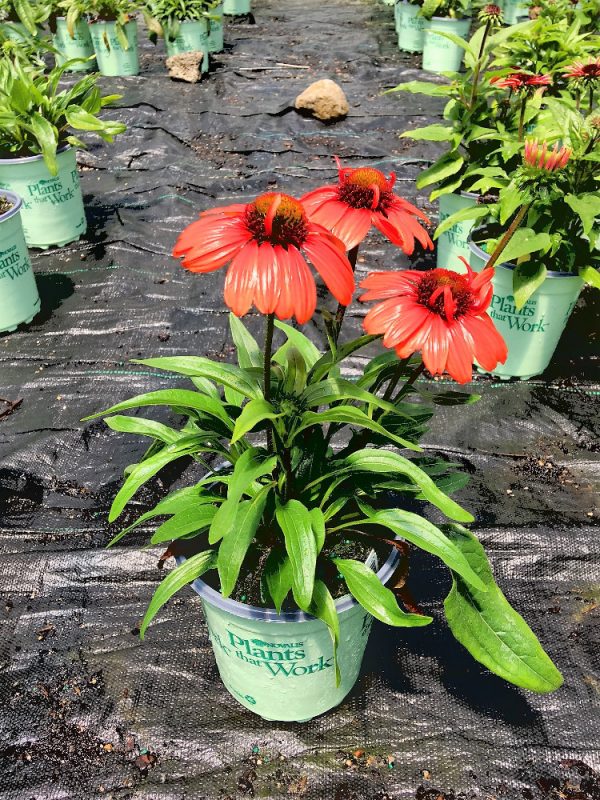 3QT - Kismet™ Intense Orange Coneflower (ECHINACEA KISMET INTENSE ORANGE) - 3QT - 3QT