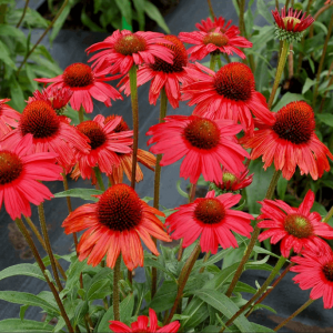 3QT - Kismet™ Red Coneflower (ECHINACEA KISMET RED) - 3QT - 3QT