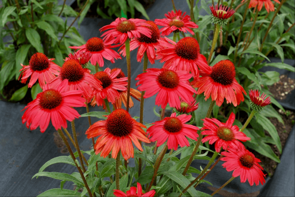 3QT - Kismet™ Red Coneflower (ECHINACEA KISMET RED) - 3QT - 3QT