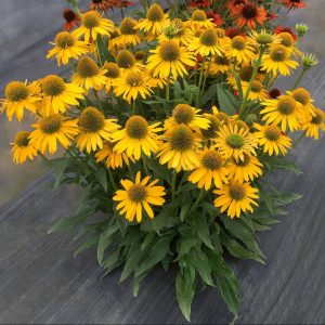 3QT - Kismet™ Yellow Coneflower (ECHINACEA KISMET YELLOW) - 3QT - 3QT