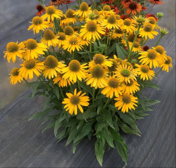 3QT - Kismet™ Yellow Coneflower (ECHINACEA KISMET YELLOW) - 3QT - 3QT