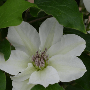 3QT - Kitty™ Clematis (CLEMATIS KITTY) - 3QT - 3QT