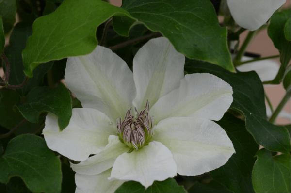 3QT - Kitty™ Clematis (CLEMATIS KITTY) - 3QT - 3QT